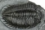 Bug-Eyed Coltraneia Trilobite Fossil - Ofaten, Morocco #352681-2